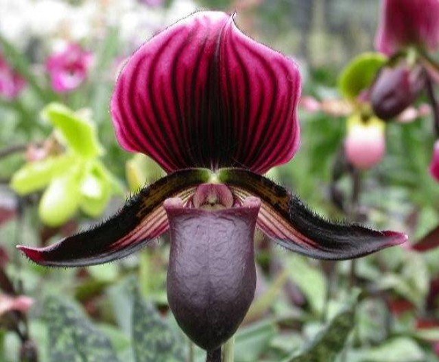 Paphiopedilum Maudiae Vinicolor