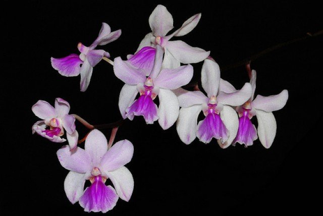 Holcoglossum amesianum
