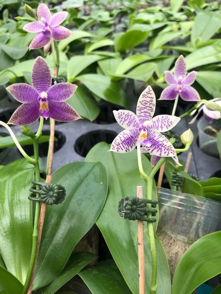 Phalaenopsis lueddemanniana var. coerulea