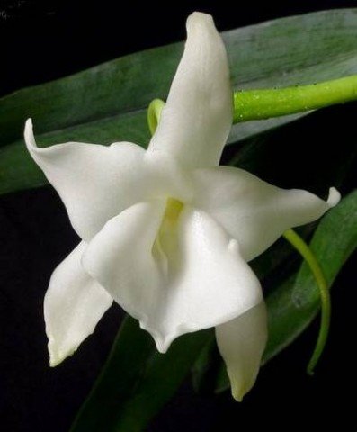 Angraecum magdalenae "Big plant"