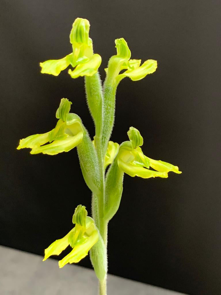 Sarcoglottis sceptrodes