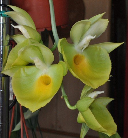 Catasetum pileatum "J.Green Gold"