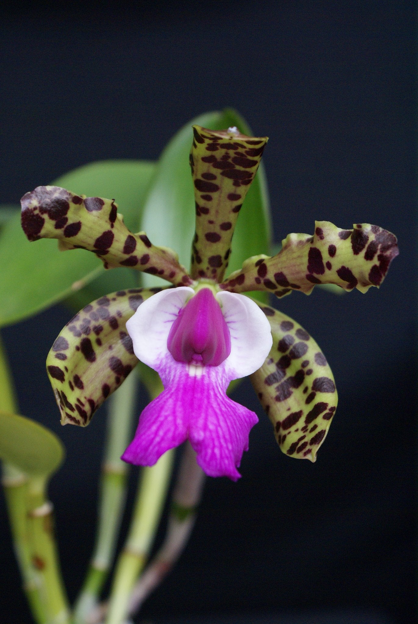 Cattleya aclandiae "4N Type" "Big"