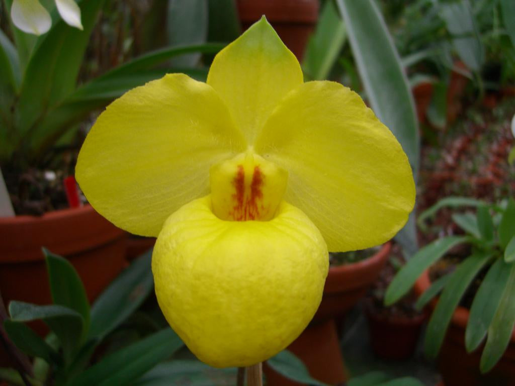 Paphiopedilum armeniacum 'Super Cool' Japan Clone