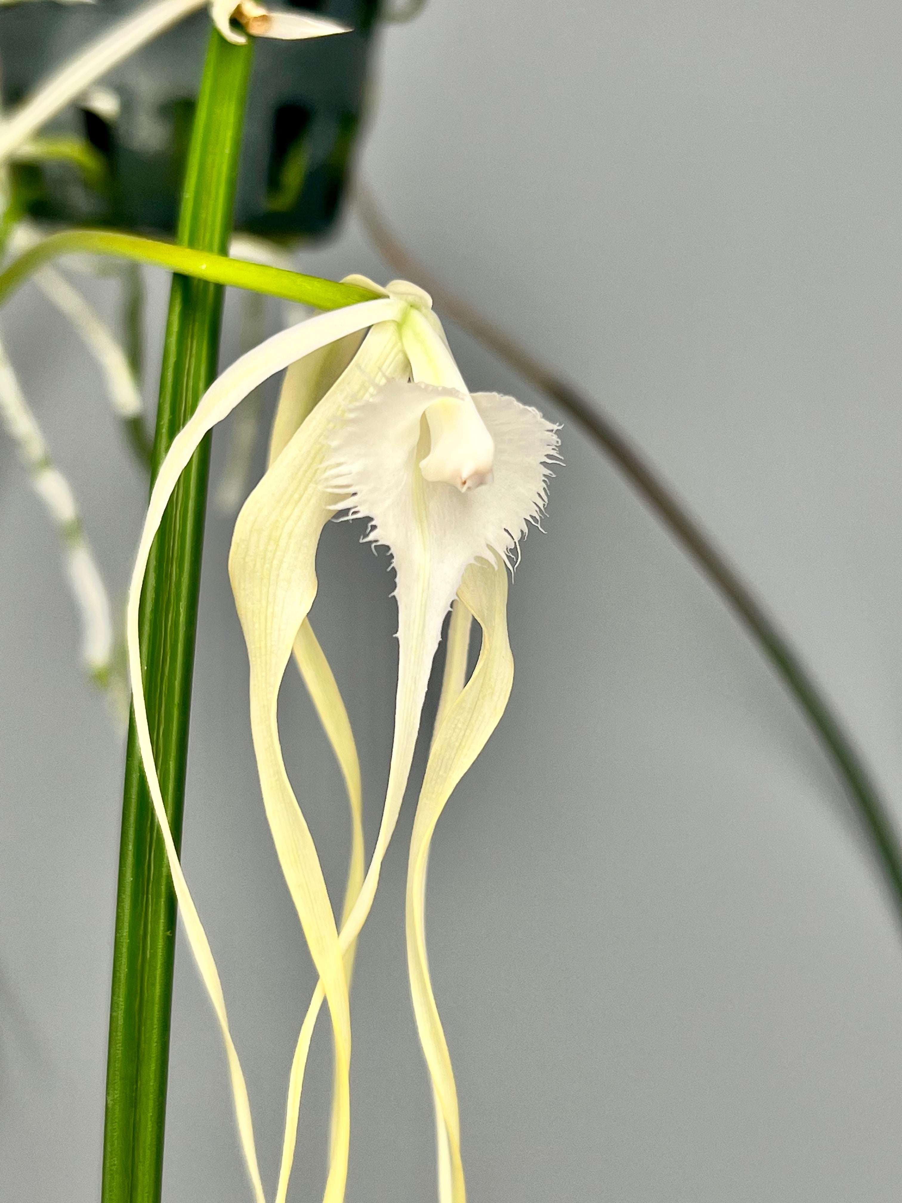 Brassavola cucullata