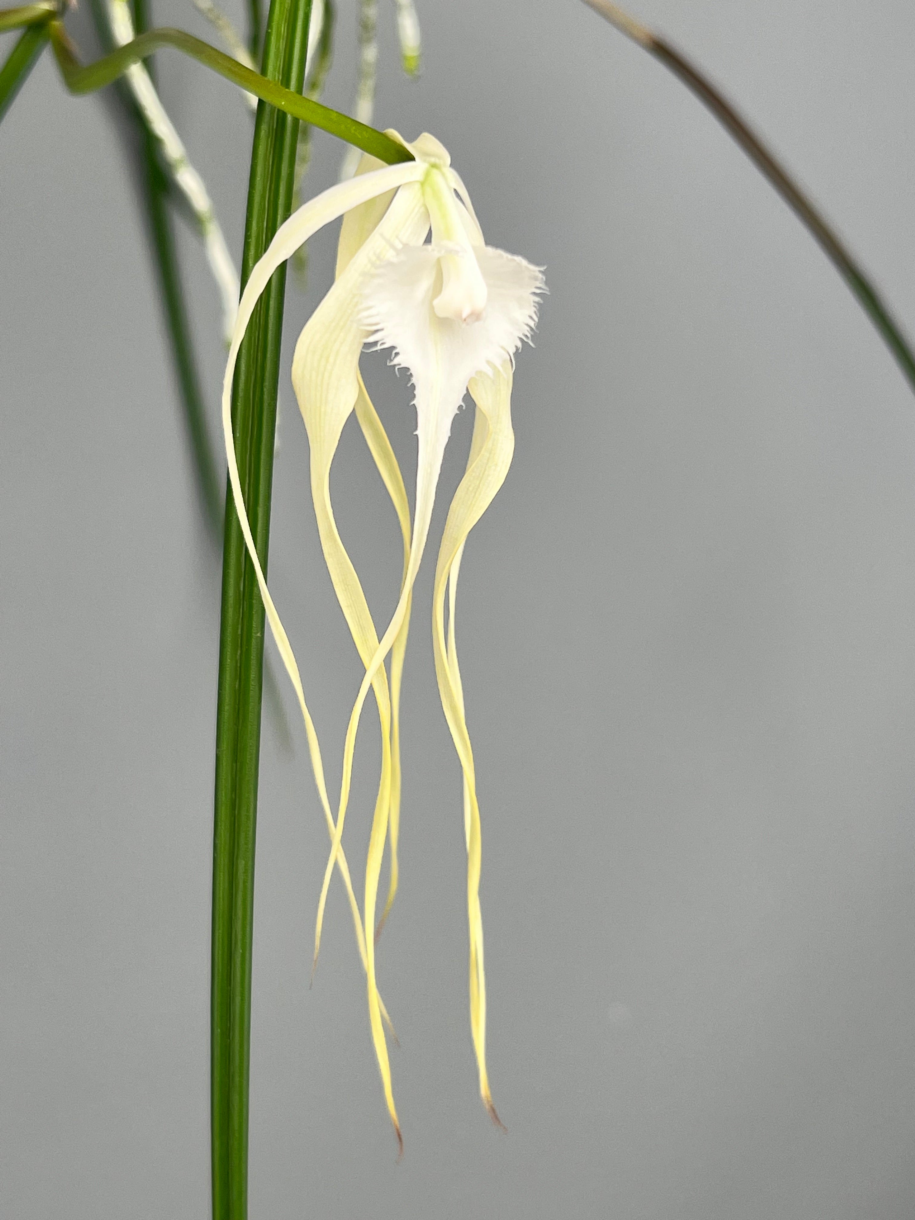 Brassavola cucullata