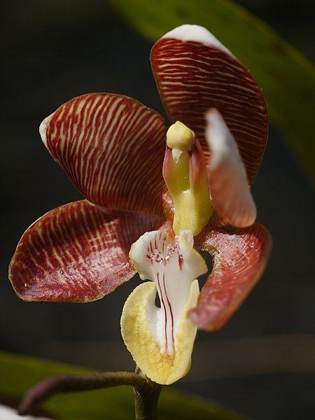 Arachnanthe cathcartii