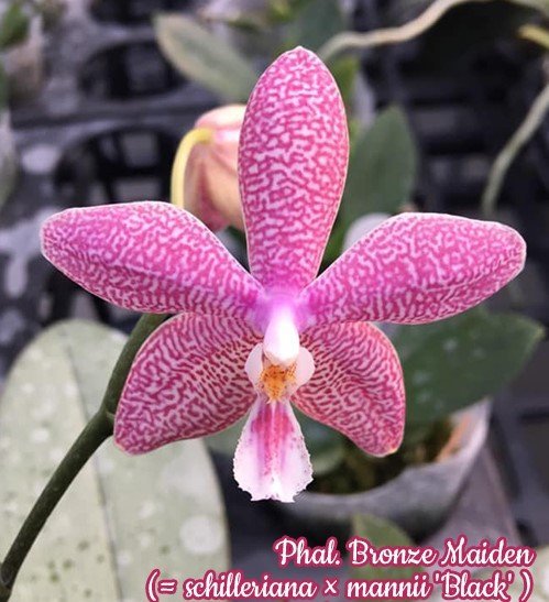 Phalaenopsis Bronze Maiden 欣蕾莉交曼尼 '黑' (Phal. schilleriana x Phal. mannii "Black")