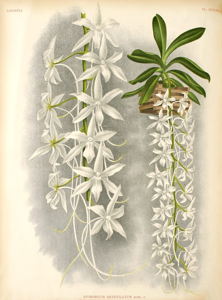 Aerangis articulata