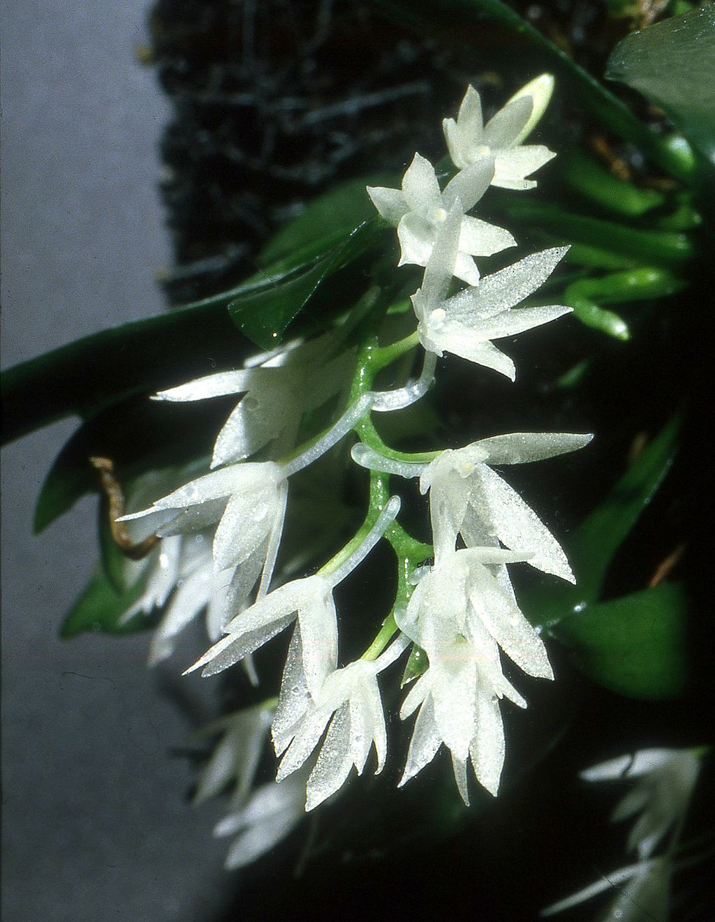 Aerangis hyaloides