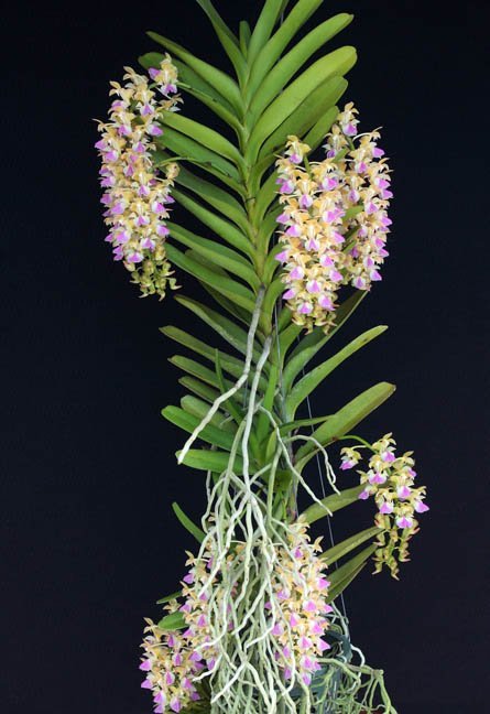 Aerides houlletiana Big XXL
