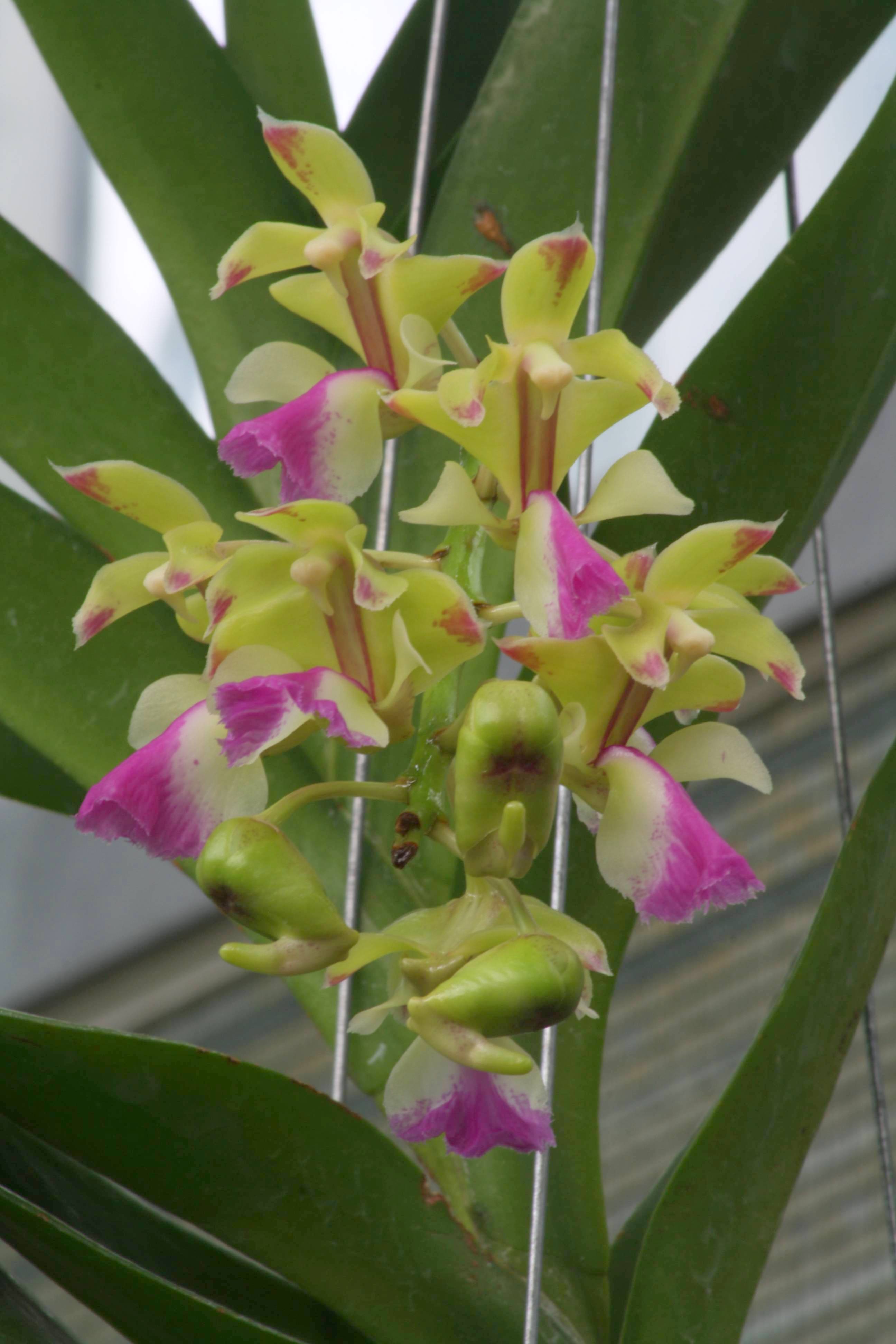 Aerides houlletiana