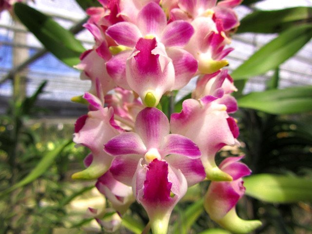 Aerides lawrenceae "Dumrong "