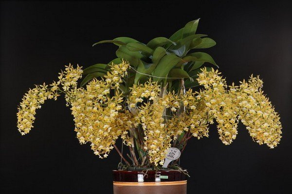 Epidendrum stamfordianum