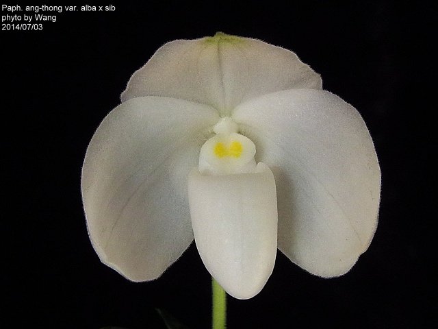 Paphiopedilum ang-thong var. alba x sib