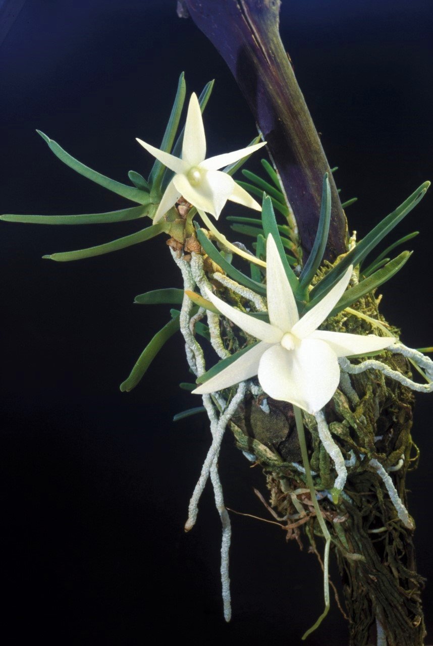 Angraecum didieri