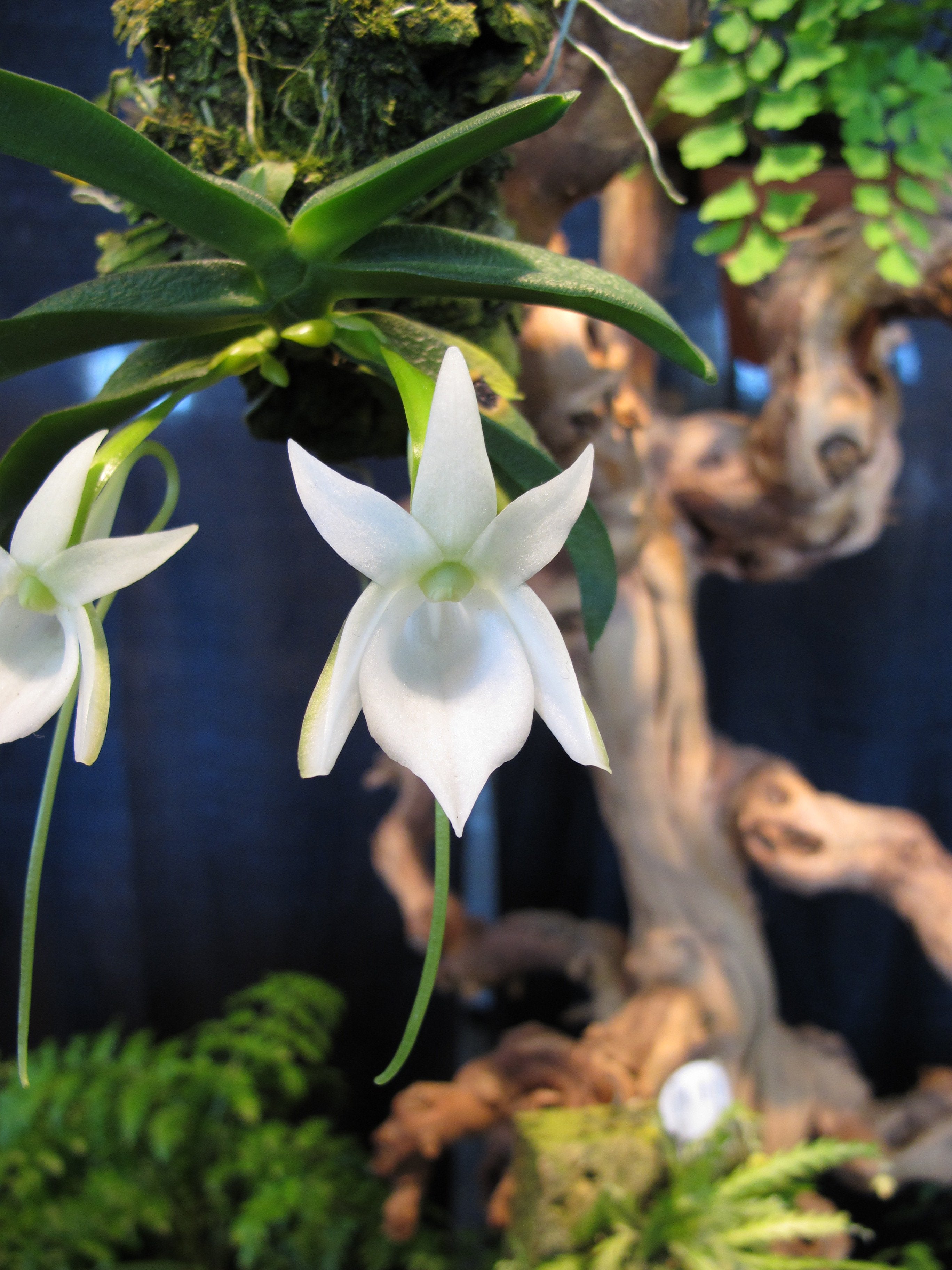 Angraecum compactum
