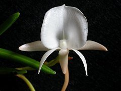 Angraecum scottianum