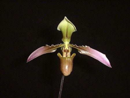 Paphiopedilum appletonianum