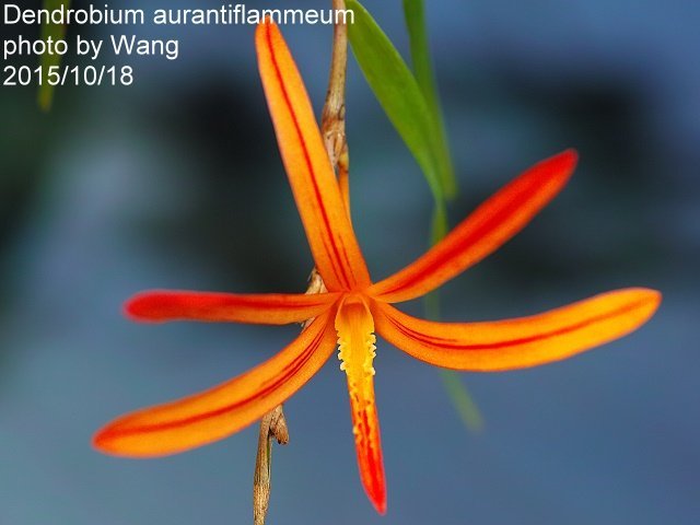 Dendrobium aurantiflammeum