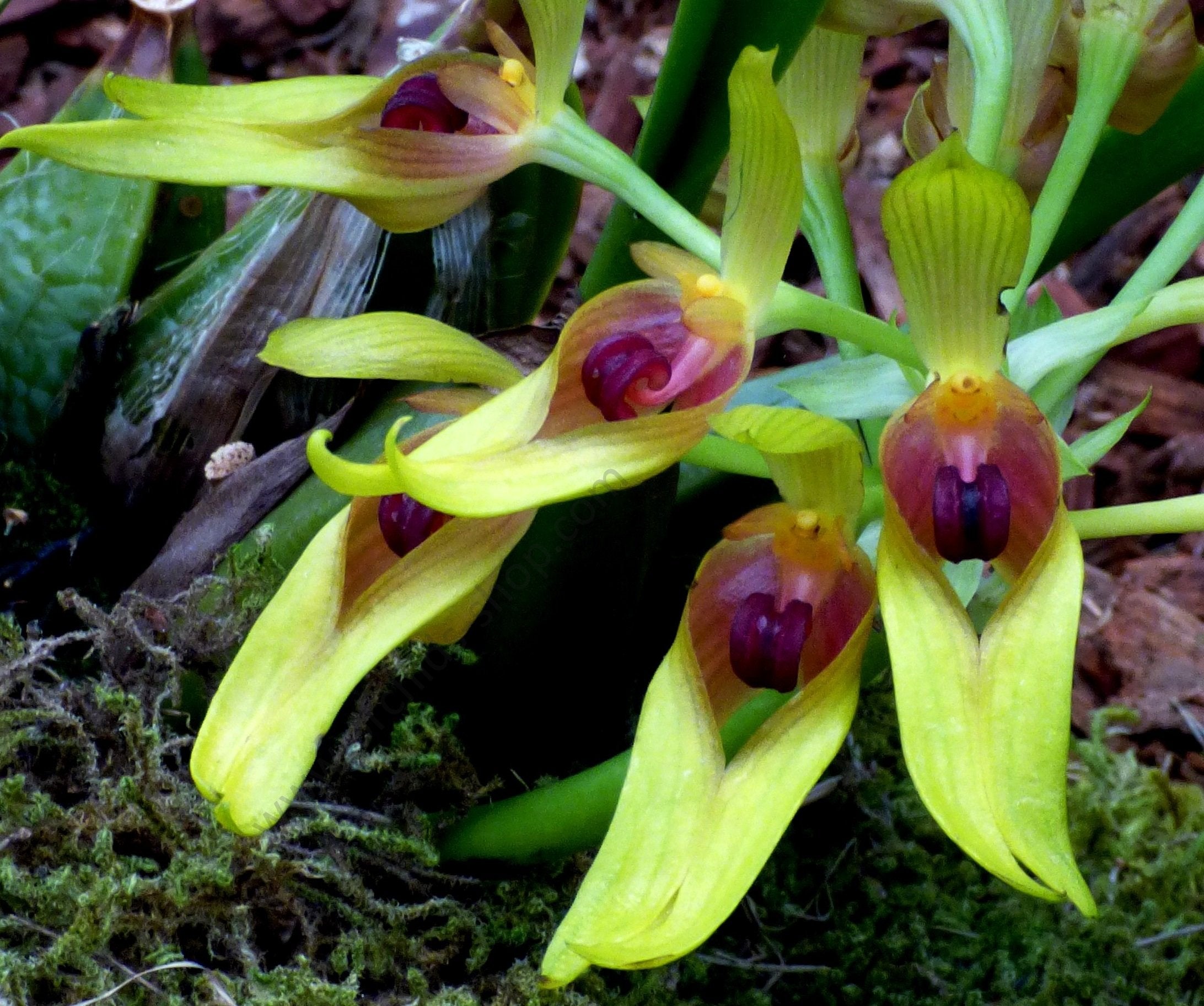 Bulbophyllum graveolens "Groß"