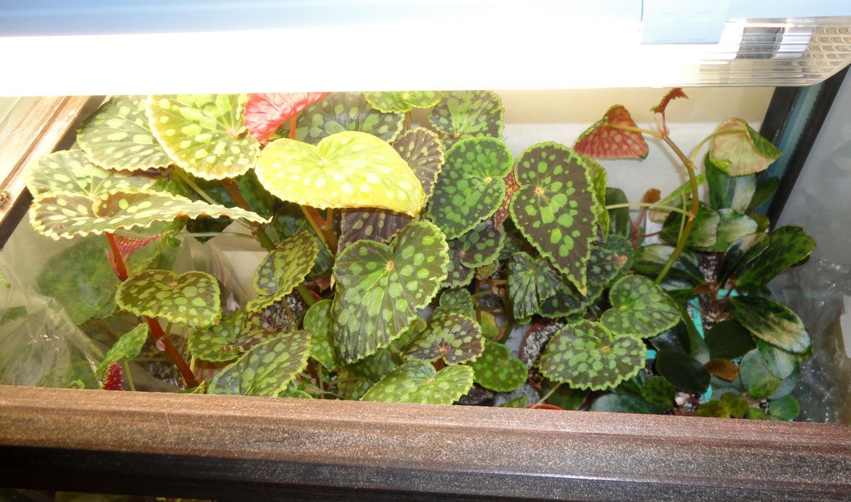 Begonia chlorosticta "Red"