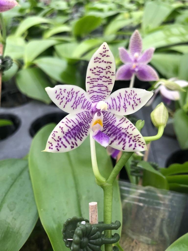 Phalaenopsis lueddemanniana var. coerulea