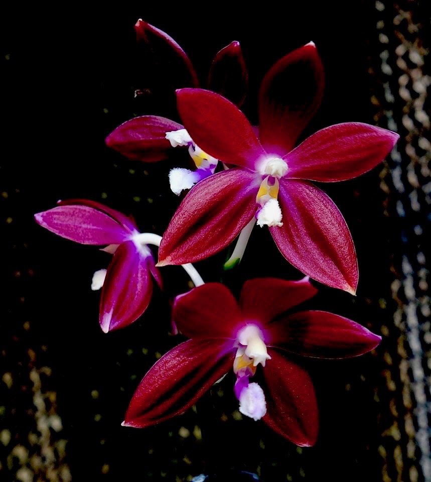 Phalaenopsis speciosa "Hepatisch Rot"