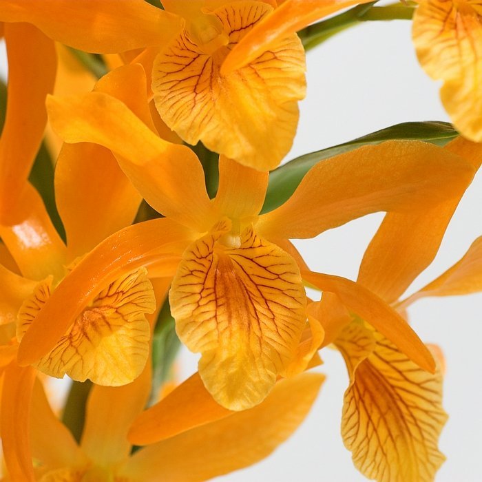 Dendrobium nobile "Firebird"