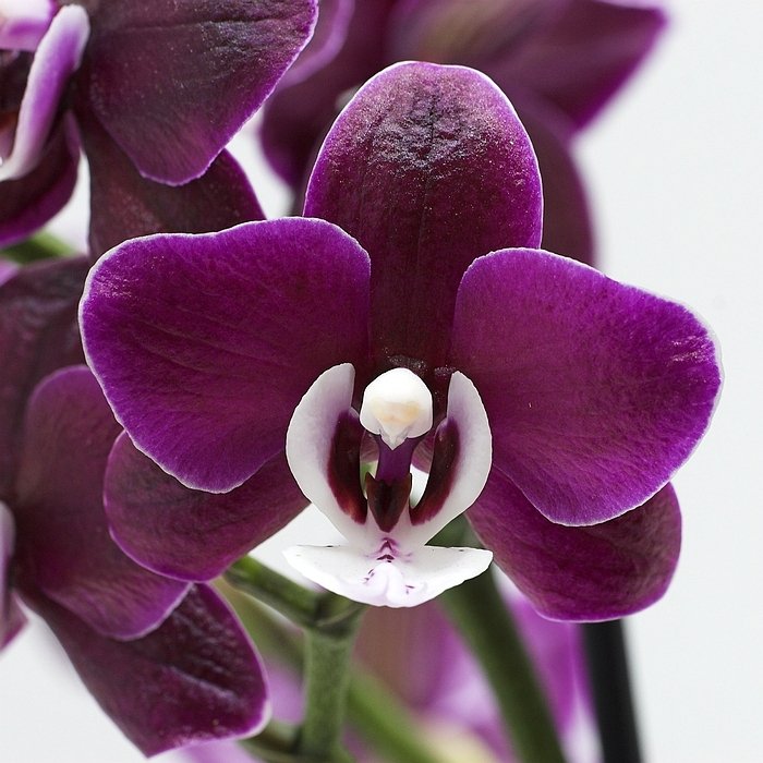 Phalaenopsis Kaoda Twinkle "Chocolate Drops" AM/AOS