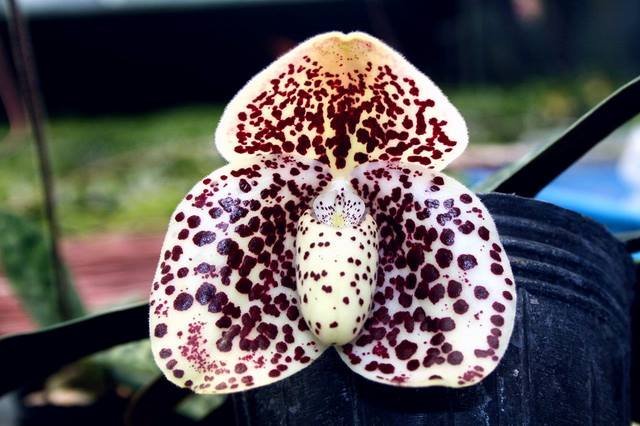 Paphiopedilum bellatulum "#10" x bellatulum "#5"