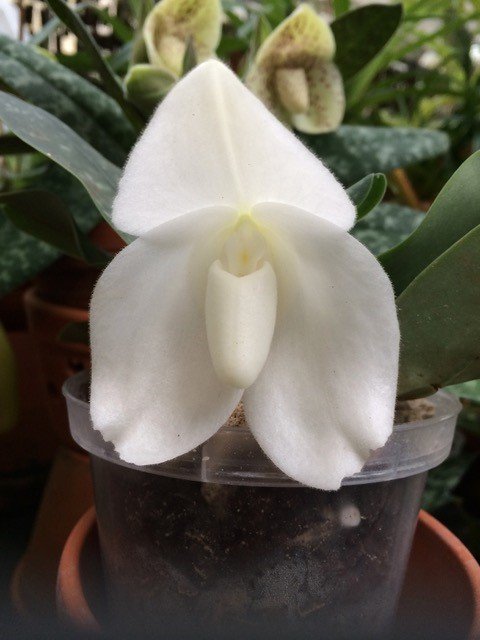Paphiopedilum bellatulum alba "Snow-Whit x Sib" (Preorder for April/May)