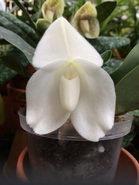 Paphiopedilum bellatulum alba "Snow-White x Sib"