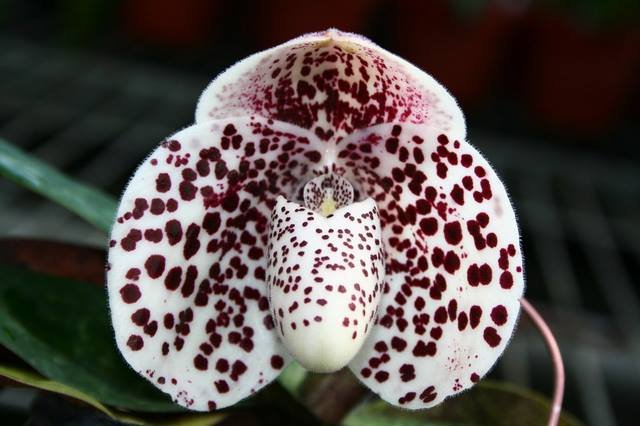 Paphiopedilum bellatulum "#7" x bellatulum "#3"