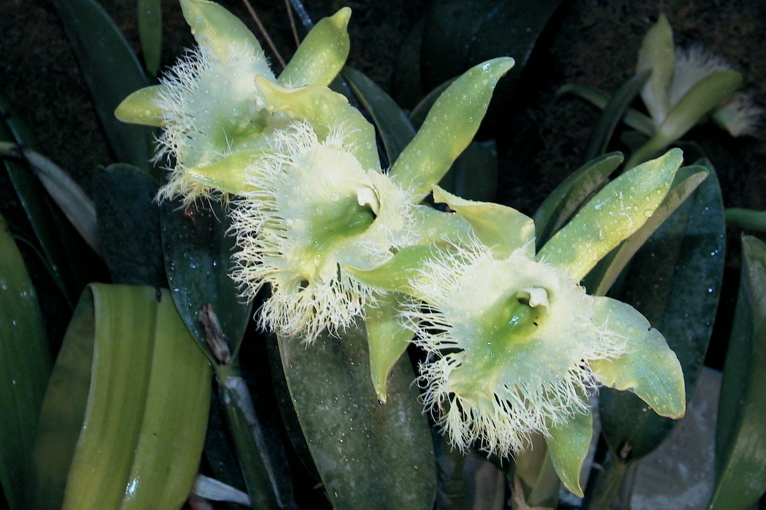 Brassavola digbyana FCC/AOS