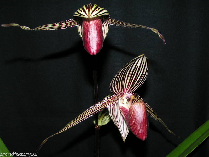 Paphiopedilum rothschildianum ''Big''