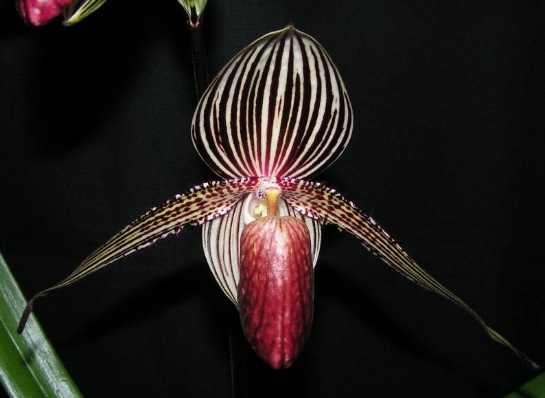 Paphiopedilum rothschildianum