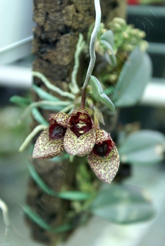 Bulbophyllum frostii