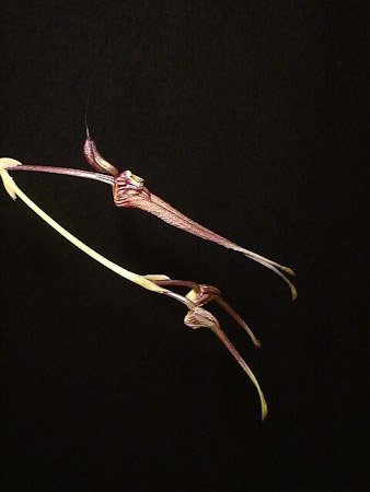 Bulbophyllum biflorum