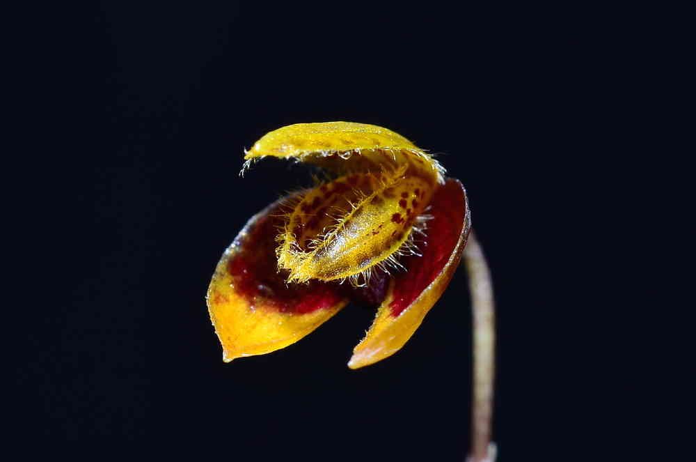 Bulbophyllum catenulatum