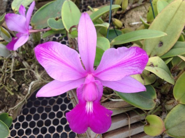 Cattleya walkeriana (flamea I x flamea II)