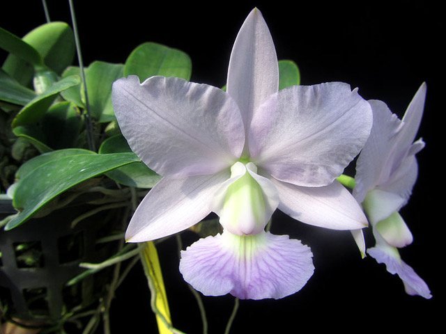 Cattleya walkeriana Blue XXL