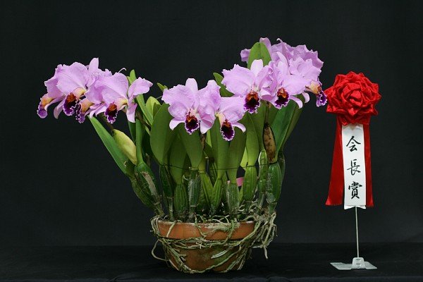 Cattleya percivaliana