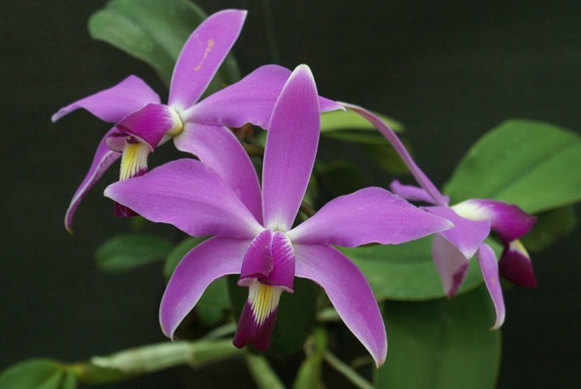 Cattleya violacea
