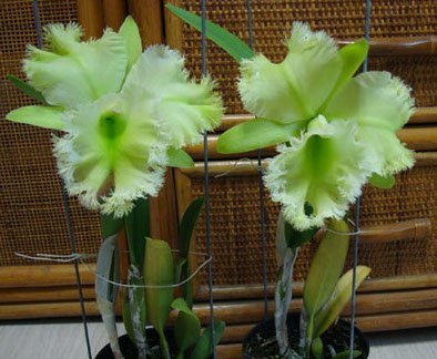 Blc. Golf Green "Hair Pig"