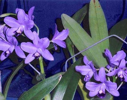 Cattleya bowringiana coerulea