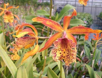 Recchara Frances Fox