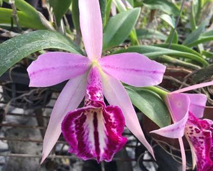 Blc. Tetradip x L. dayana