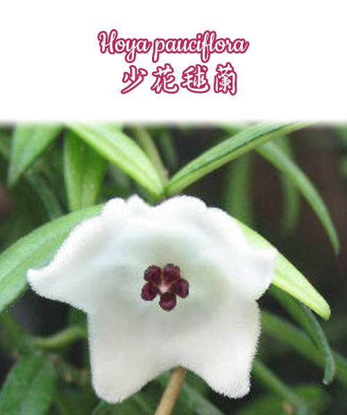 Hoya pauciflora