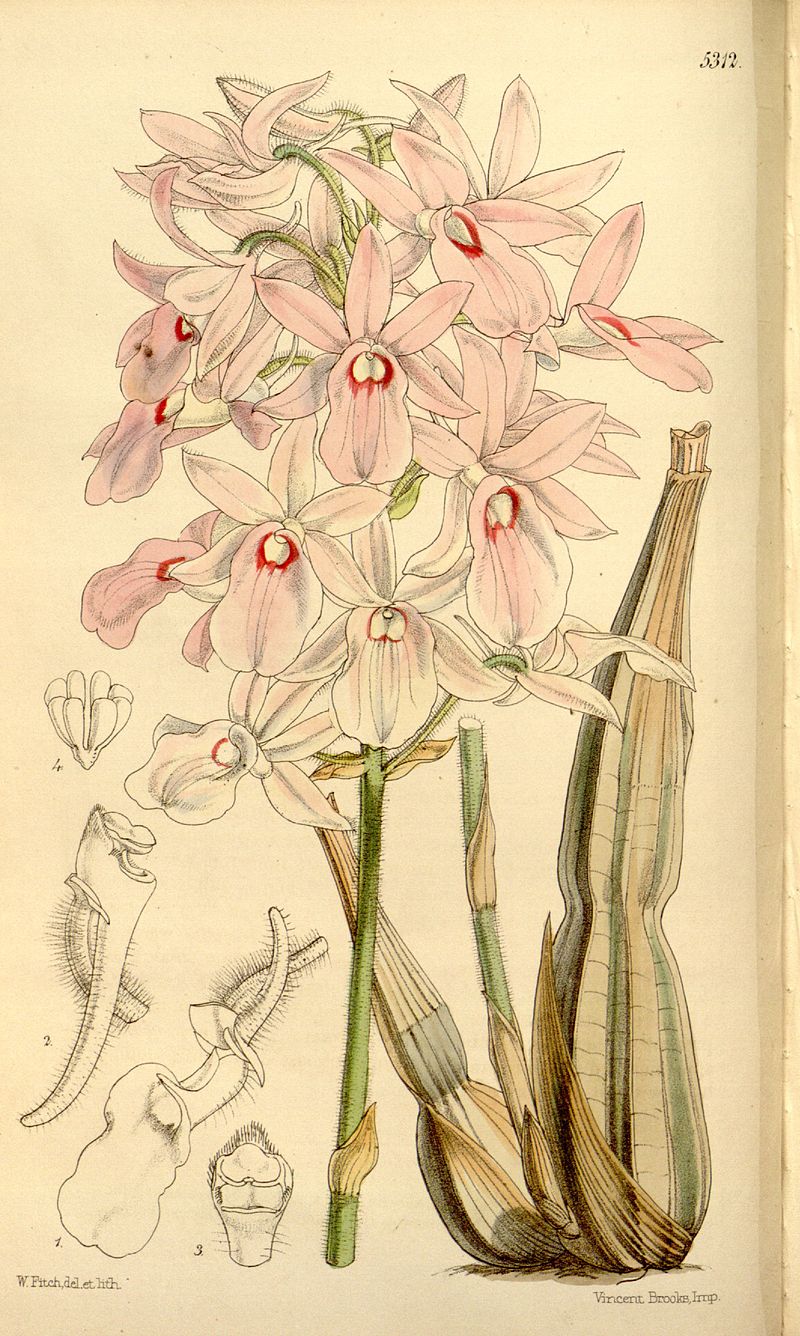 Calanthe rosea Baby